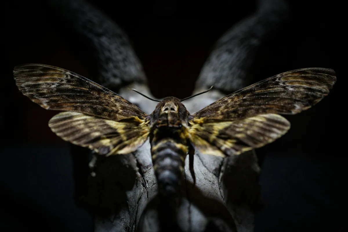 Rêver de perdre ses dents : Peur, changement ou vitalité ? - Dream death metamorphosis