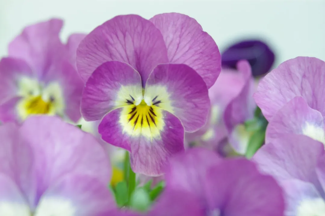 a group of purple flowers with a yellow center