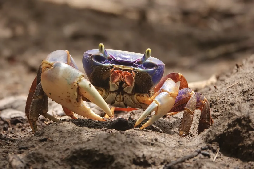 A close up of a crab on the ground