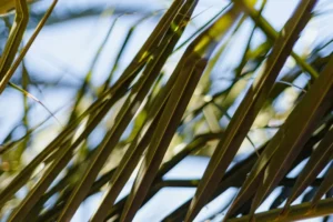 Huile de Lin : 7 Bienfaits Santé Beauté Incontournables