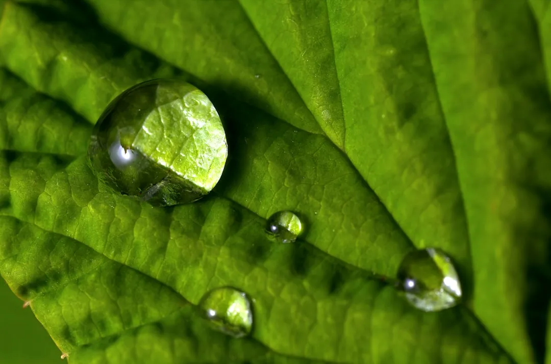 a green leaf with water drops on it