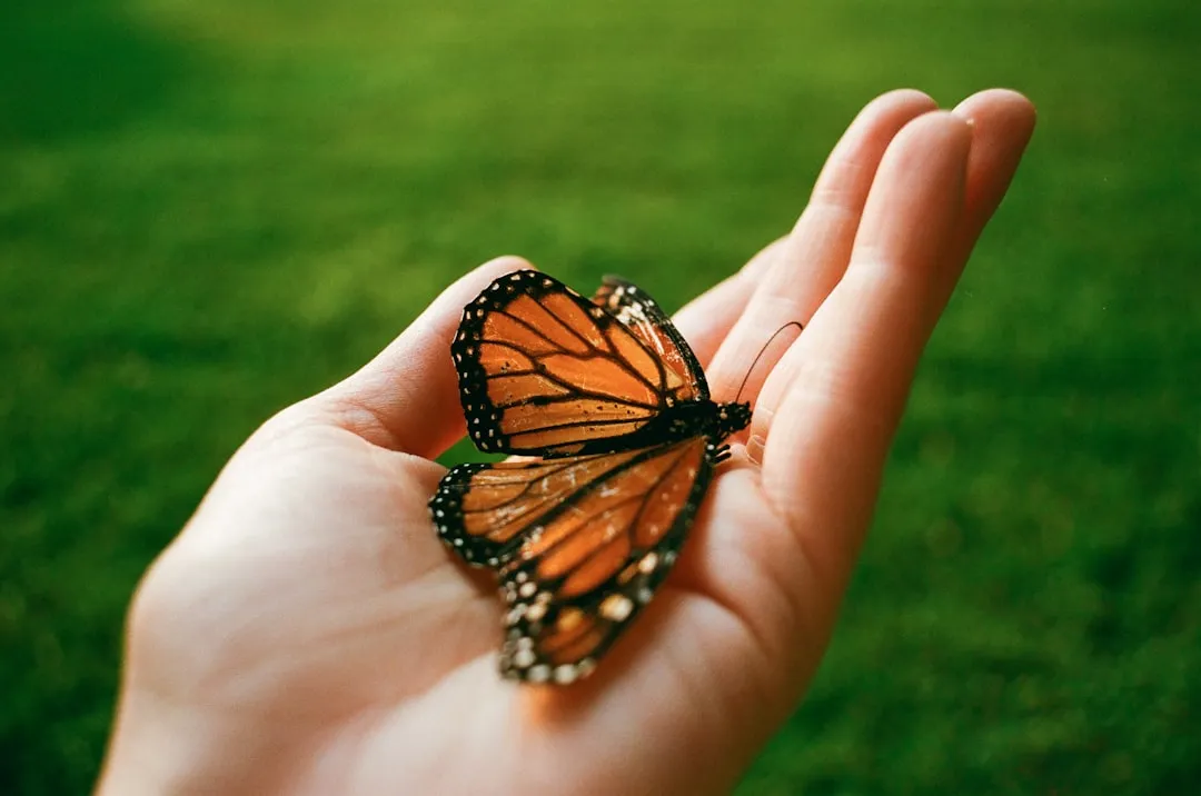 a hand holding a small orange butterfly on top of it's palm