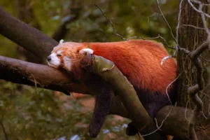 a red panda sleeping on a tree branch