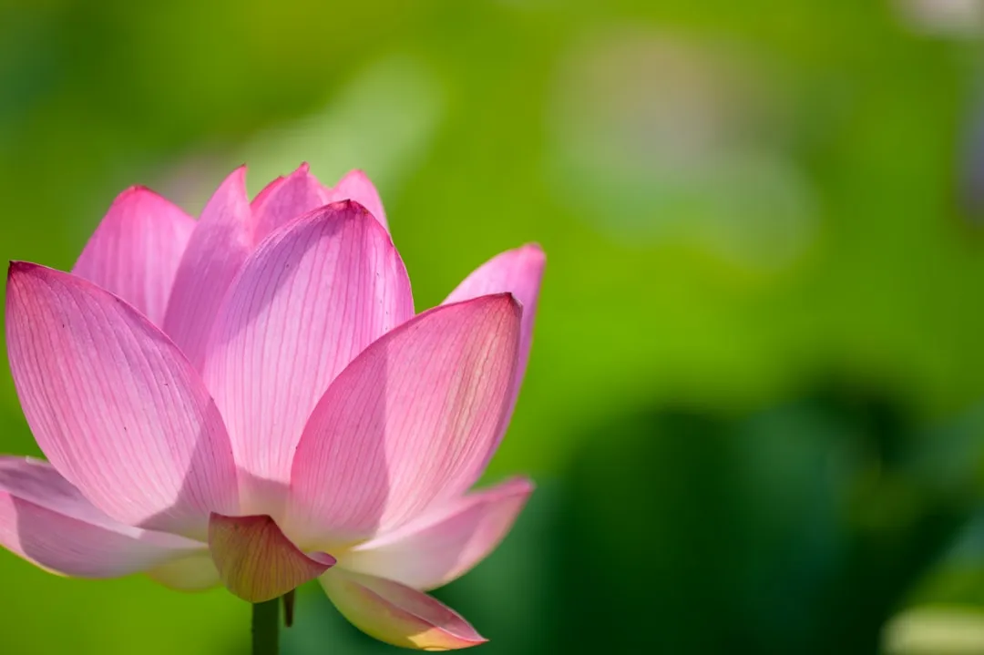 pink lotus flower in bloom during daytime