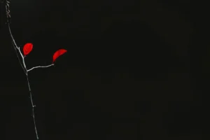 red heart with black background