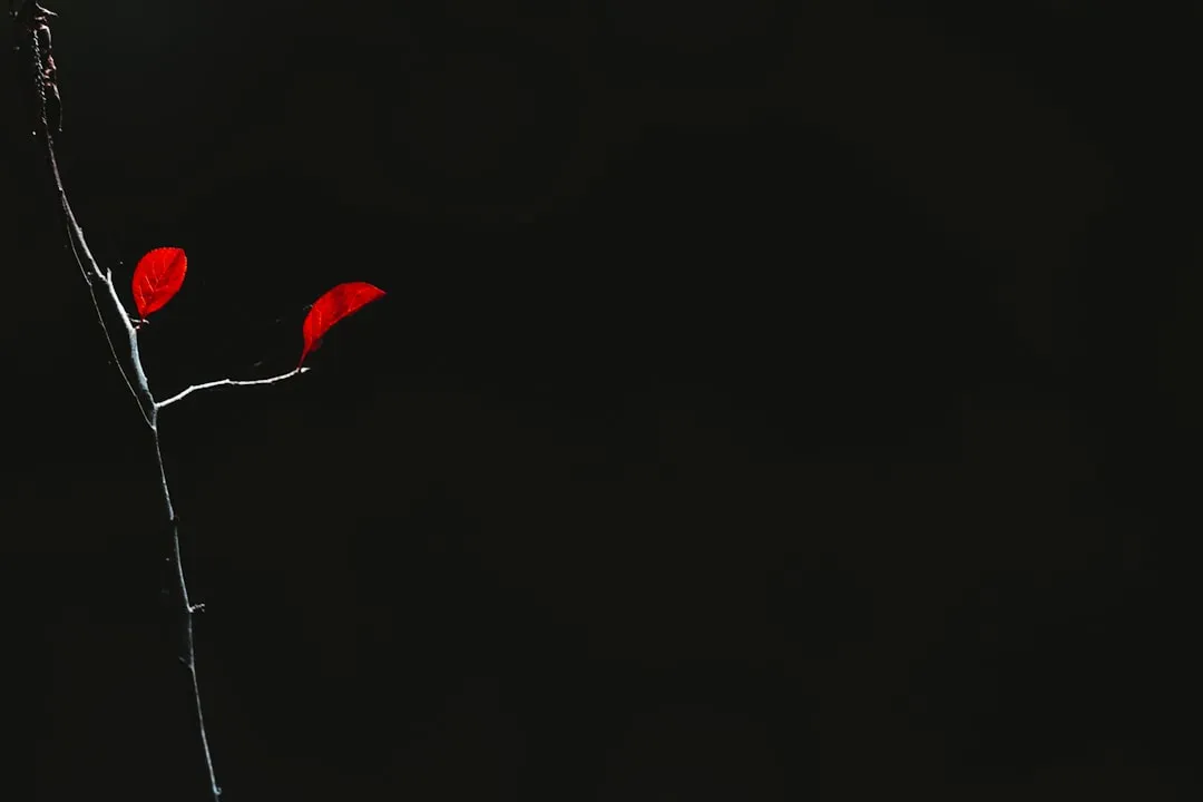 red heart with black background