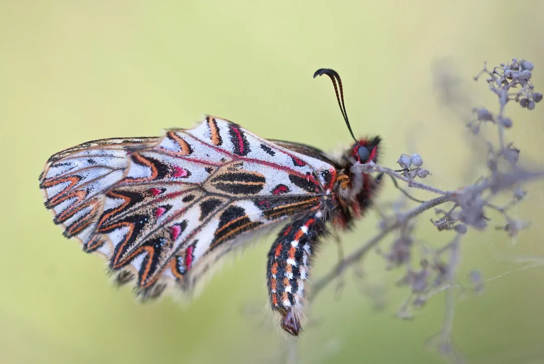 macro photography of multicolored moth