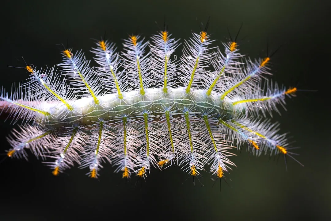 a close up of a caterpillar on a plant