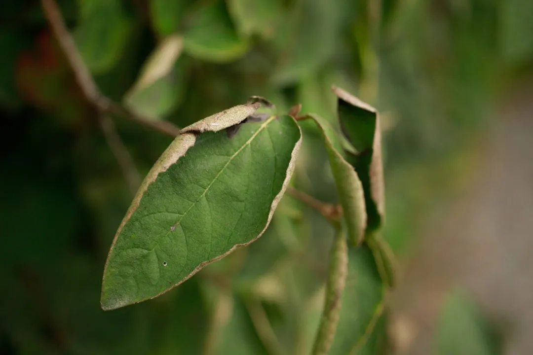 a close up of a green leaf on a tree