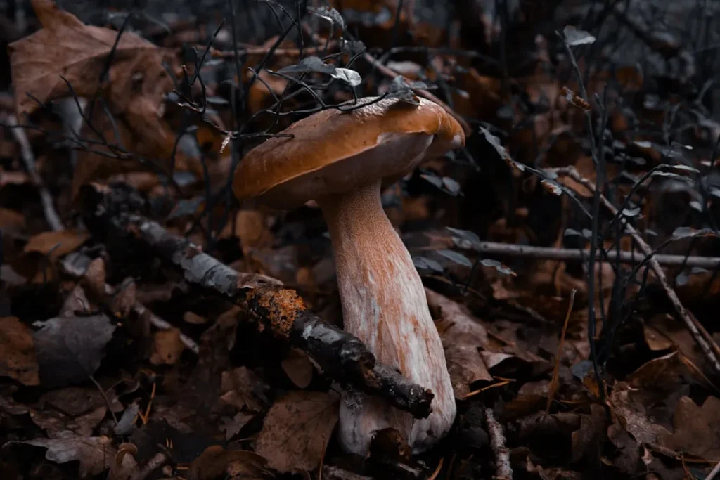 A single mushroom grows among fallen leaves and twigs.