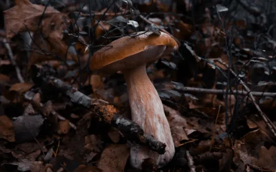 A single mushroom grows among fallen leaves and twigs.