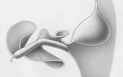a black and white drawing of a breast