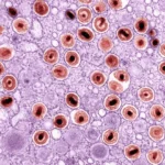 an image of a cell with blood cells in it