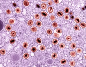 an image of a cell with blood cells in it