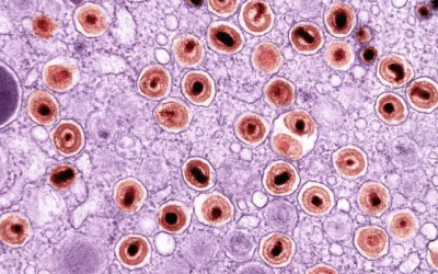 an image of a cell with blood cells in it