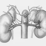 a drawing of the kidney and kidney