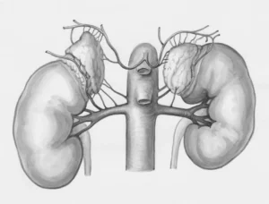 a drawing of the kidney and kidney