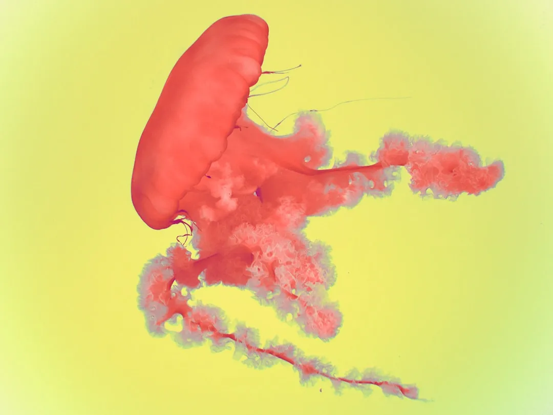 A vibrant red jellyfish floats in yellow water.