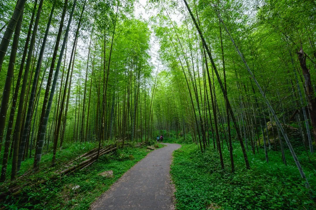A winding path through a lush green bamboo forest.