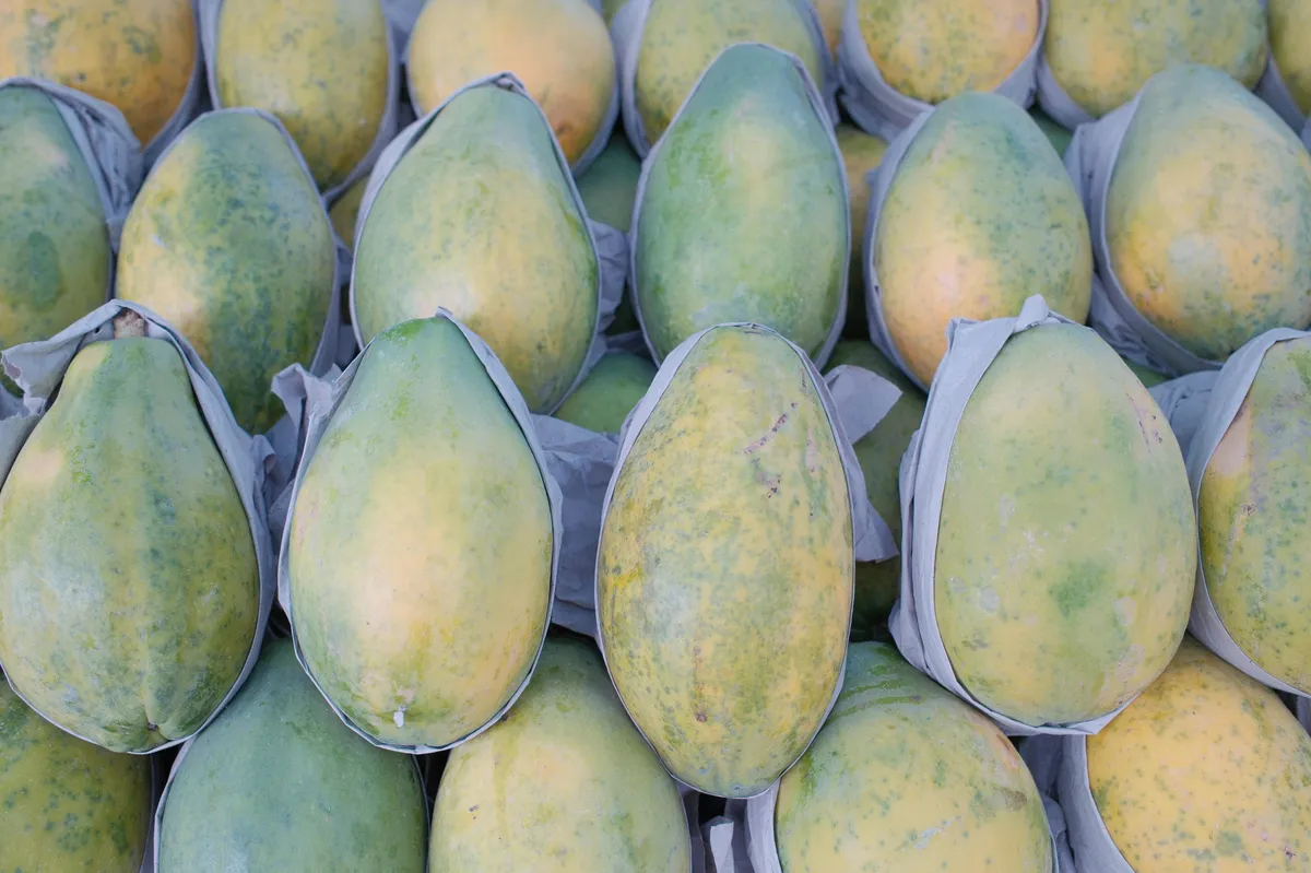 tramadol codeine liver enzyme CYP2D6 - photo par Gustavo Denuncio