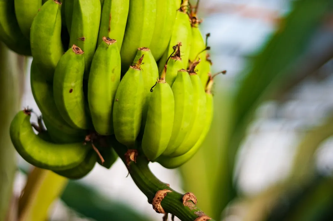 a bunch of green bananas hanging from a tree