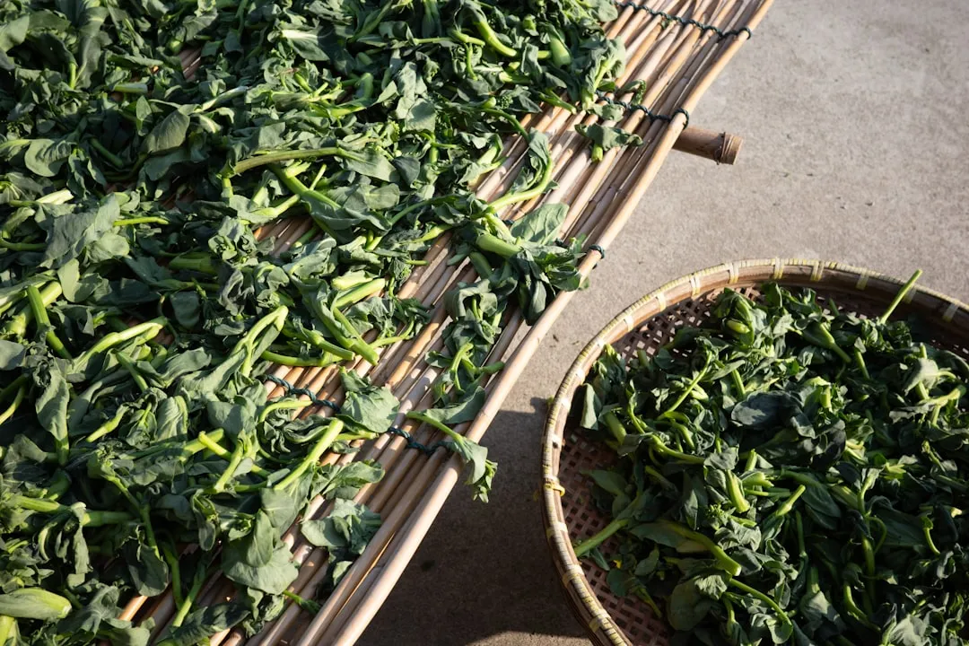 Fresh green leaves drying on bamboo mats.