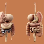 A detailed diagram of the human digestive system.