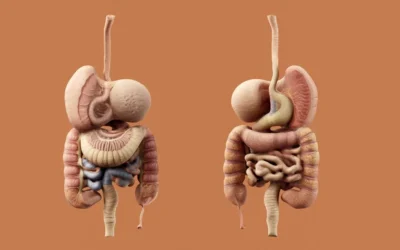 A detailed diagram of the human digestive system.