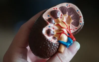 kidney scale model in hand