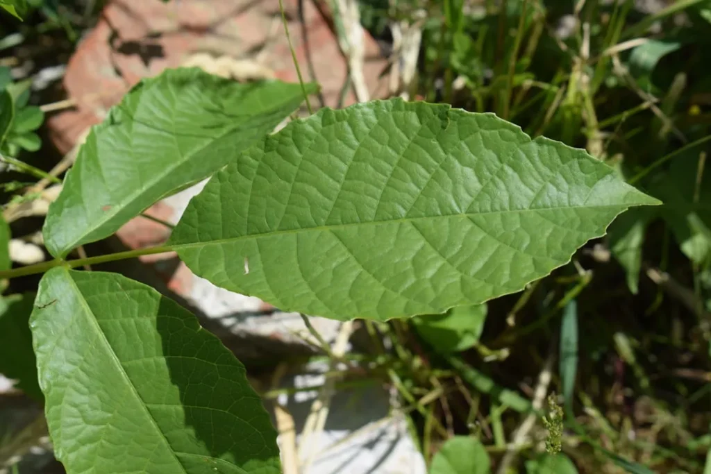 Close-up of a vibrant green leaf with visible veins.