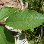 Close-up of a vibrant green leaf with visible veins.