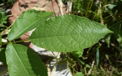 Close-up of a vibrant green leaf with visible veins.