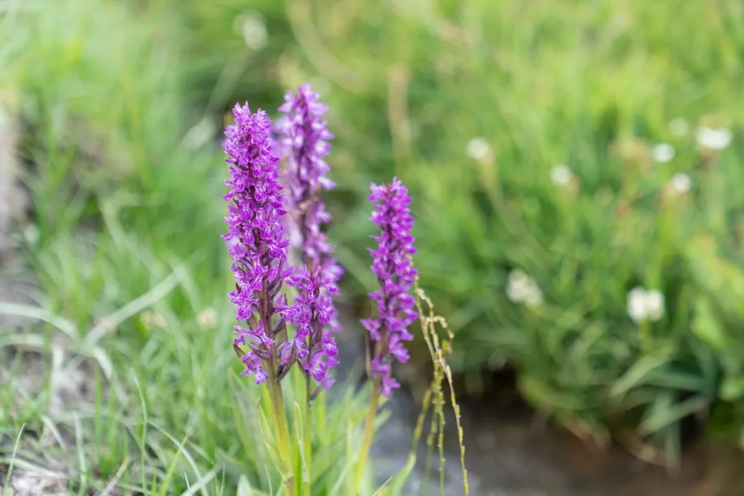 a close up of some purple flowers in a field